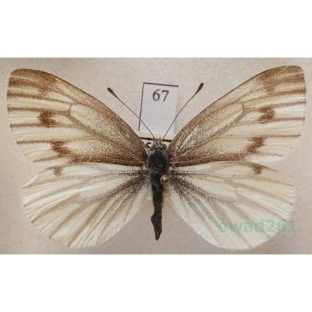 Pieris bryoniae (Hübner, 1806) female Bielinek bryonie Slovakia67
